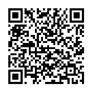 一条色彩斑斓的毒蛇悄悄从松树的树干上爬了过来二维码生成