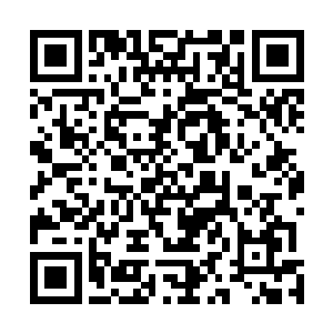 下过雨以后外面种的草药和移植的植物蹭蹭的长高了很多二维码生成