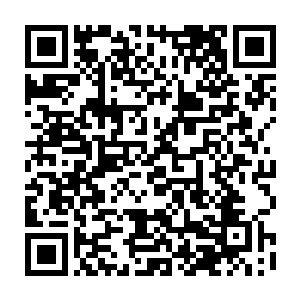 勤劳的红眼白蚁正在顺着灰岩菇的根茎开通着一条通往灰岩菇菌干的道路二维码生成