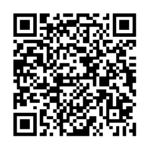 参天的古树比含灵山脉其他的任何地方都要粗壮和高大二维码生成