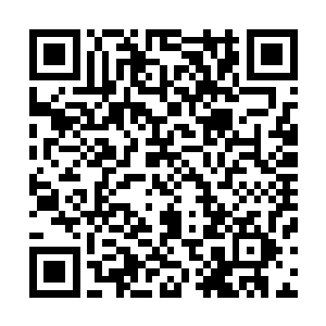 在大海中横行无忌的杀人鲸招惹了它们最不应该招惹的生物二维码生成