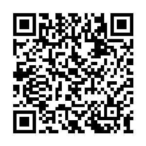 将自身的力量跟原始森林里面的动物联系在一起二维码生成