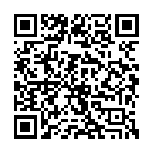 快点儿把小海龟放回去海里去小海龟要找妈妈啦二维码生成