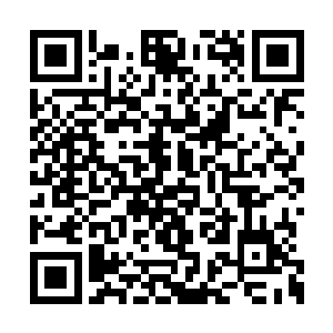 正在围着龙血树玩耍的小树苗突然踹了踹龙血树二维码生成