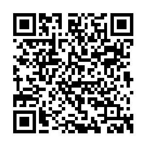 经过简单的调试之后将这些滑翔翼隐藏在树林边二维码生成