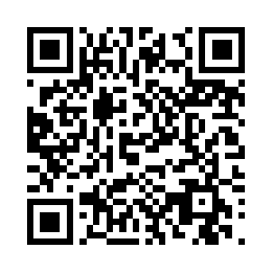 见茶花园里的茶花有未修剪过的痕迹二维码生成