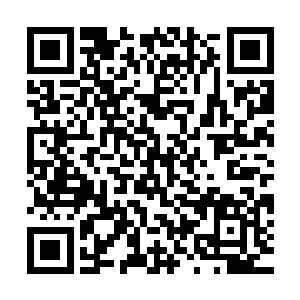 视野内可以看到极少的阳光透过高大树木浓密树叶的缝隙洒下来二维码生成