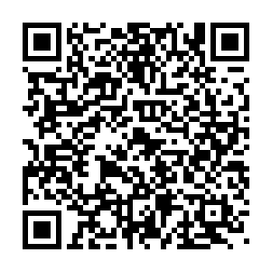 这个大家伙不知道是心血来潮随便飞过来转转还是被灰团子给引过来的二维码生成