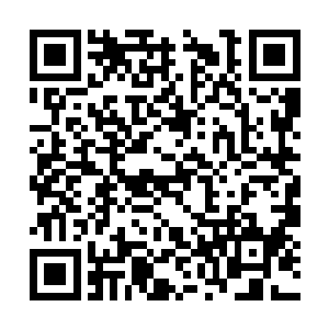 远处树干之中从地下吸收的养分和水分物质的流动二维码生成