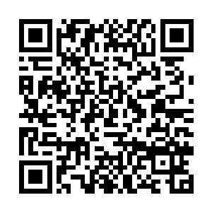 那只小幼崽正睁着那双黑白分明的大眼睛对着苏落笑二维码生成