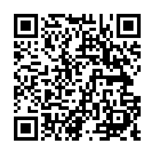 那棵老松树遒劲的根依旧不声不响的平摊在地面上二维码生成