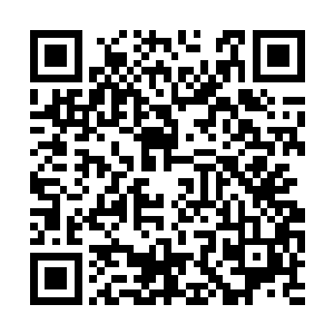 那这两科梧桐树的树叶为什么会和其他梧桐树不同二维码生成