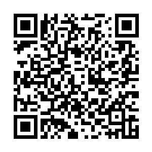 露出了里面被封印住的一颗足有小腿粗的新鲜白仙参~二维码生成