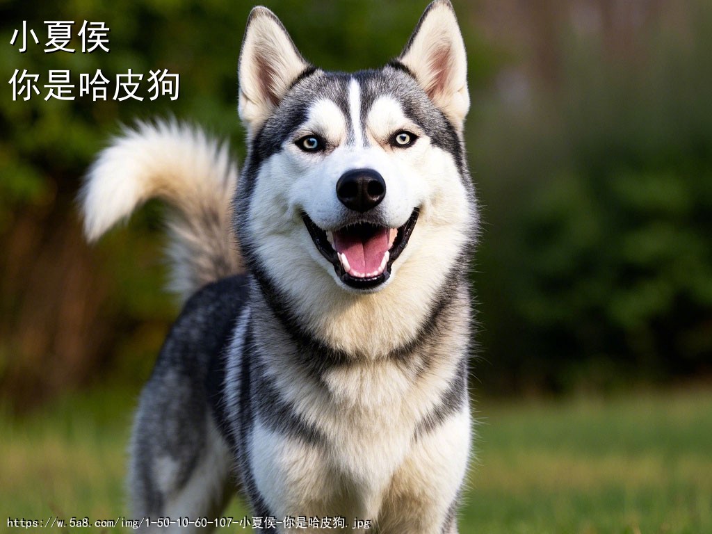 小夏侯你是哈皮狗搞笑图片