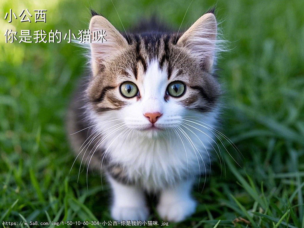 小公西你是我的小猫咪搞笑图片