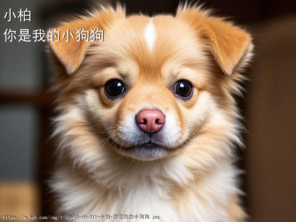 小柏你是我的小狗狗搞笑图片