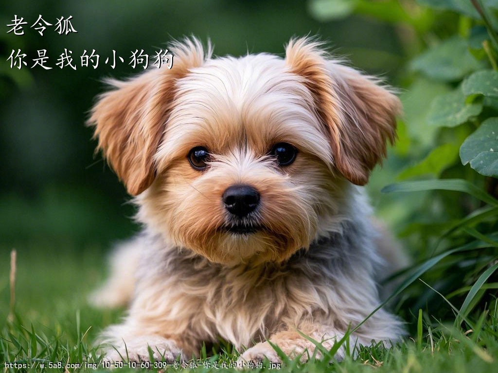 老令狐你是我的小狗狗搞笑图片