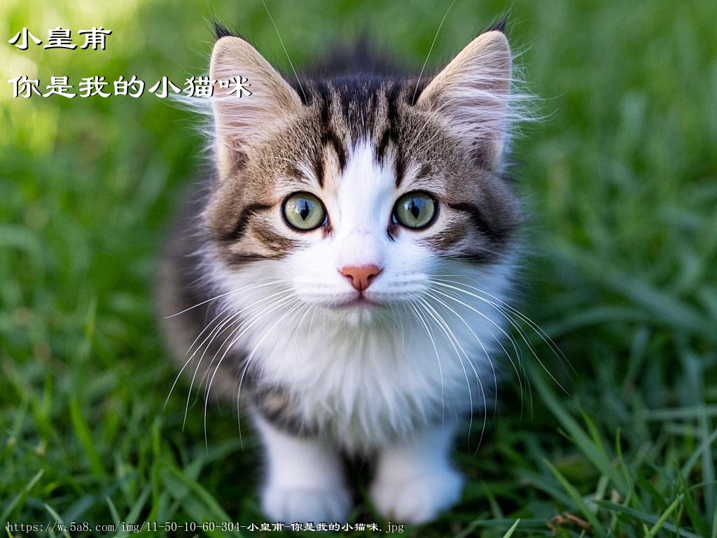 小皇甫你是我的小猫咪搞笑图片