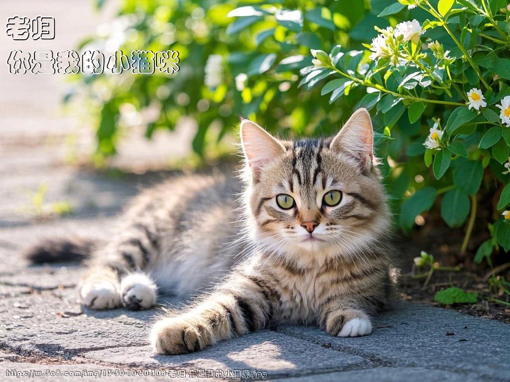 老归你是我的小猫咪搞笑图片
