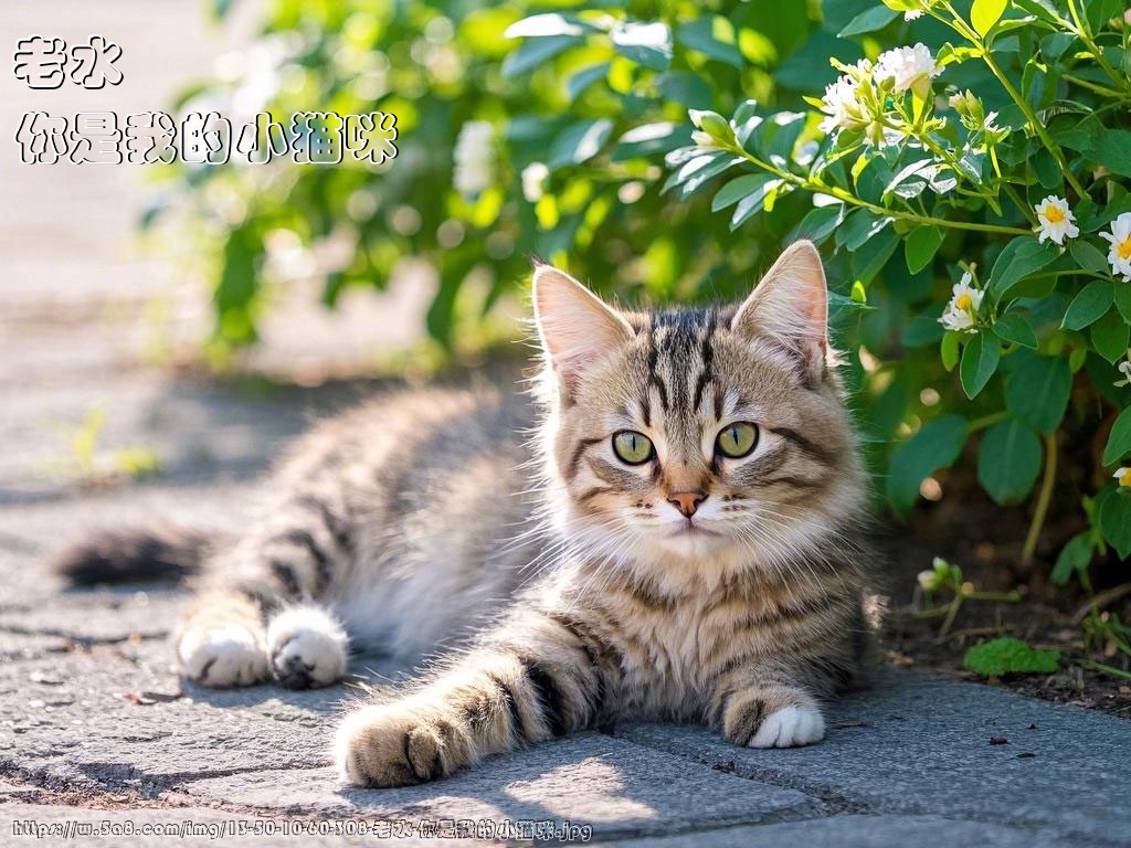老水你是我的小猫咪搞笑图片