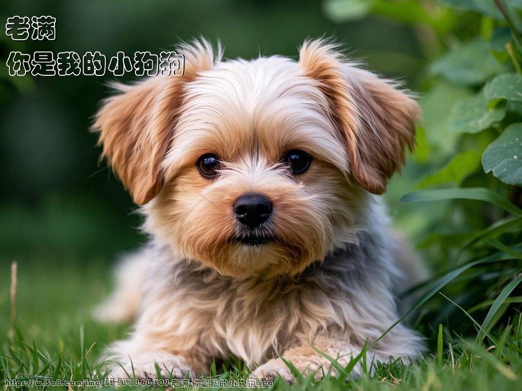 老满你是我的小狗狗搞笑图片