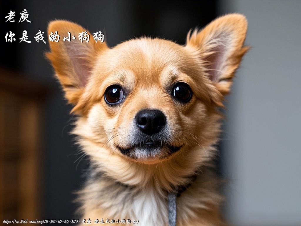 老庾你是我的小狗狗搞笑图片