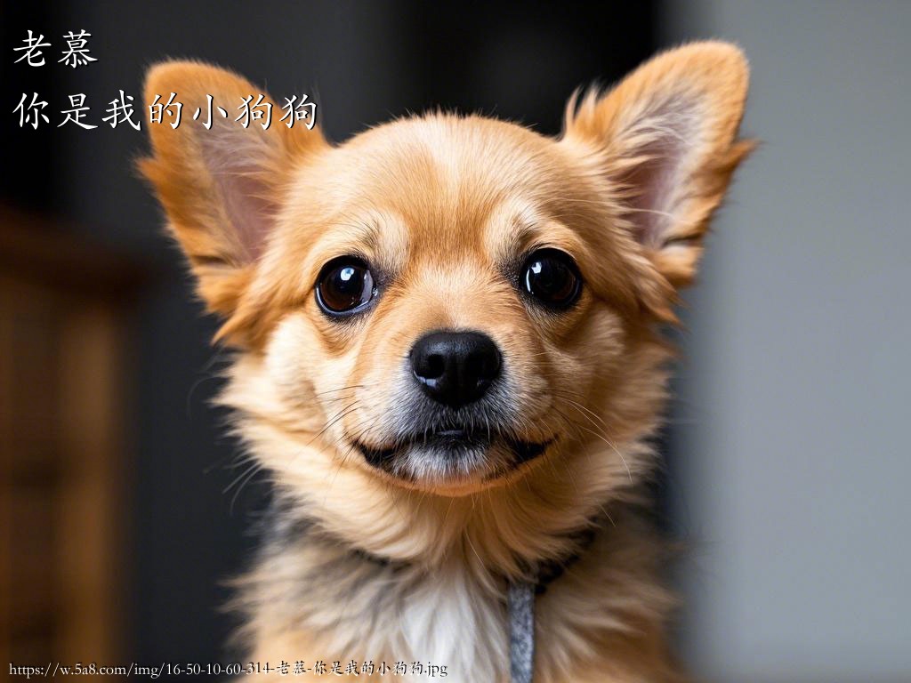 老慕你是我的小狗狗搞笑图片
