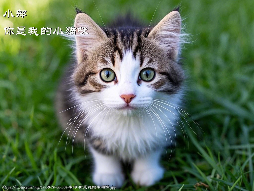 小郏你是我的小猫咪搞笑图片