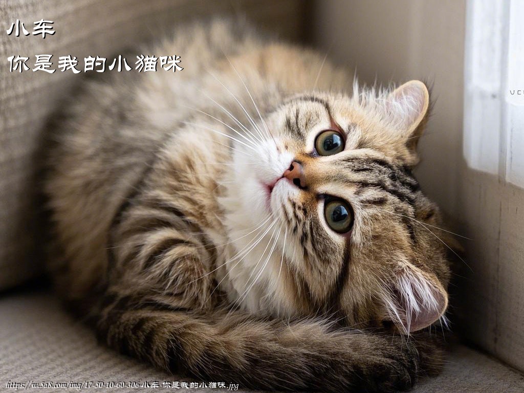 小车你是我的小猫咪搞笑图片