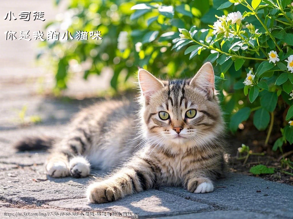 小司徒你是我的小猫咪搞笑图片