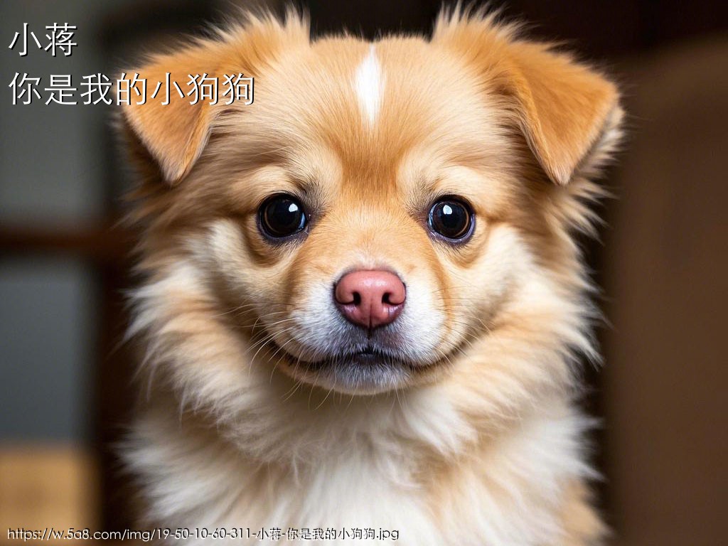 小蒋你是我的小狗狗搞笑图片