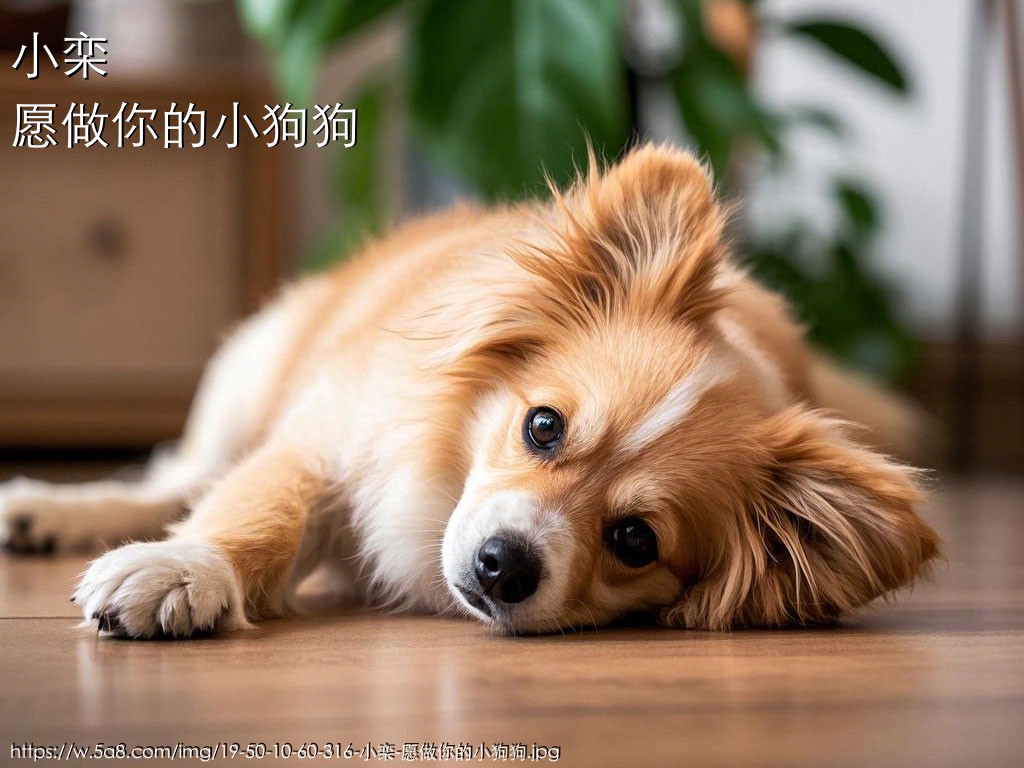 小栾愿做你的小狗狗搞笑图片