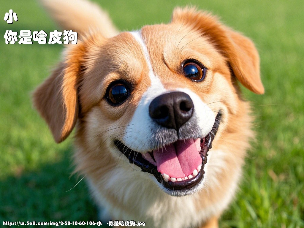 小欎你是哈皮狗搞笑图片