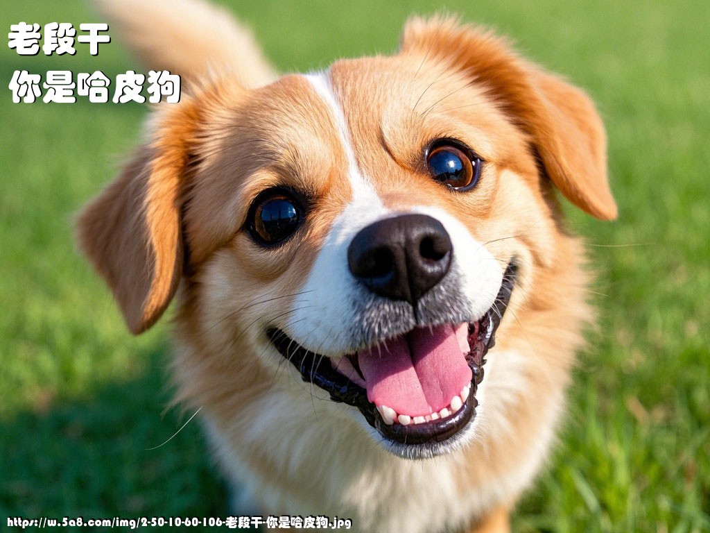 老段干你是哈皮狗搞笑图片