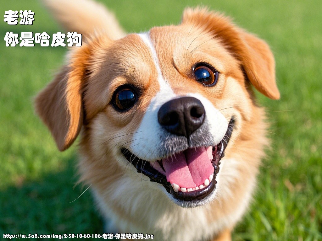 老游你是哈皮狗搞笑图片