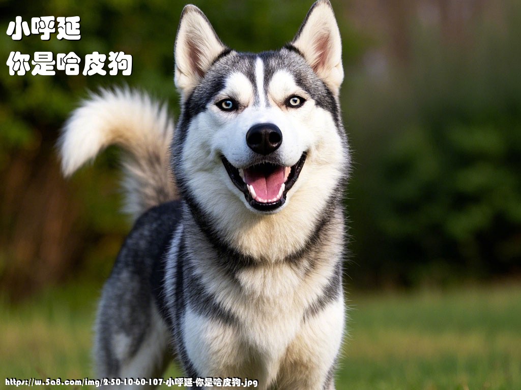 小呼延你是哈皮狗搞笑图片
