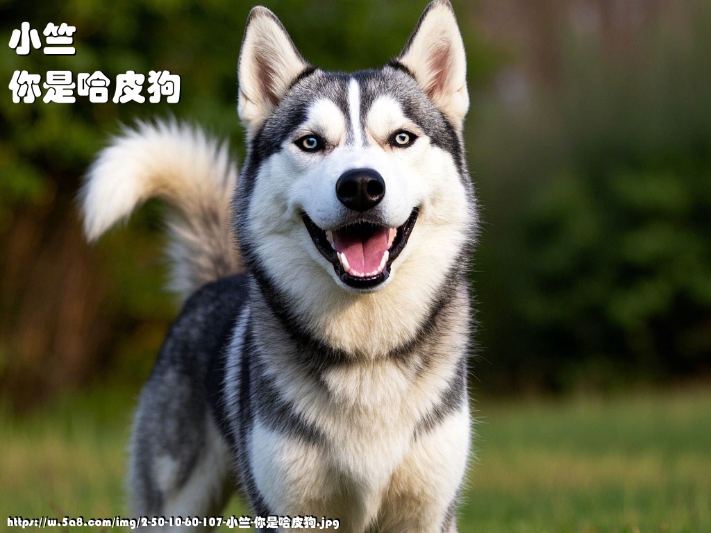 小竺你是哈皮狗搞笑图片