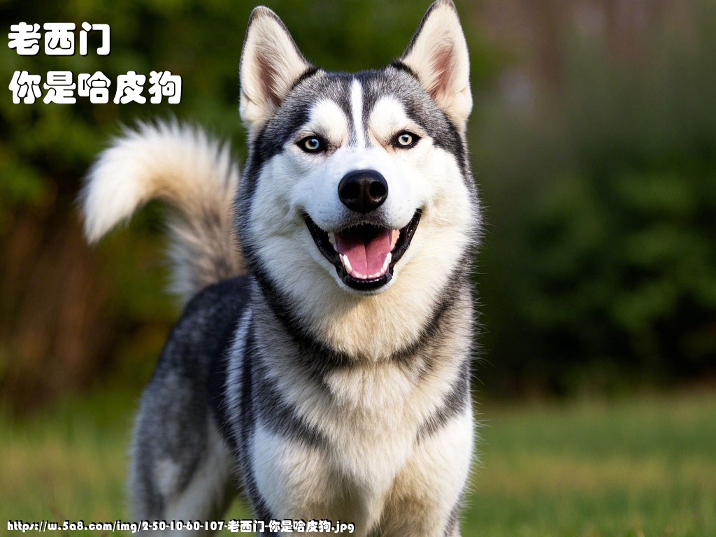 老西门你是哈皮狗搞笑图片