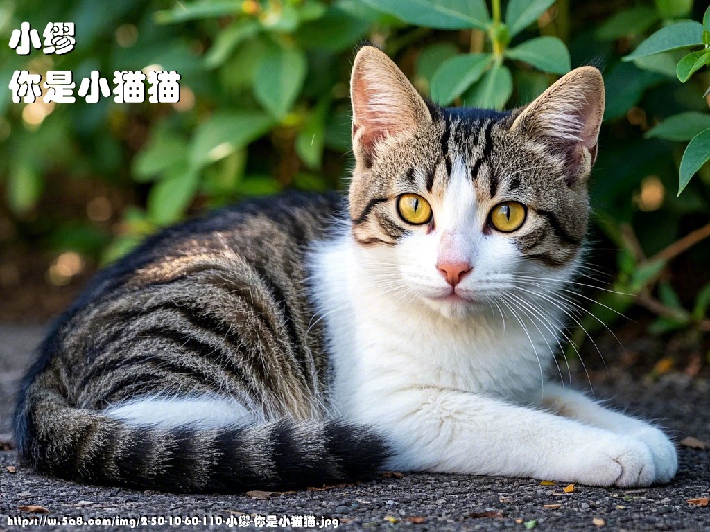 小缪你是小猫猫搞笑图片