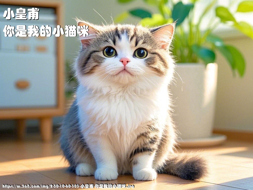 小皇甫你是我的小猫咪搞笑图片