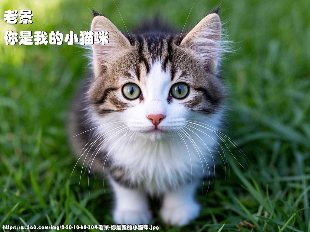 老景你是我的小猫咪搞笑图片