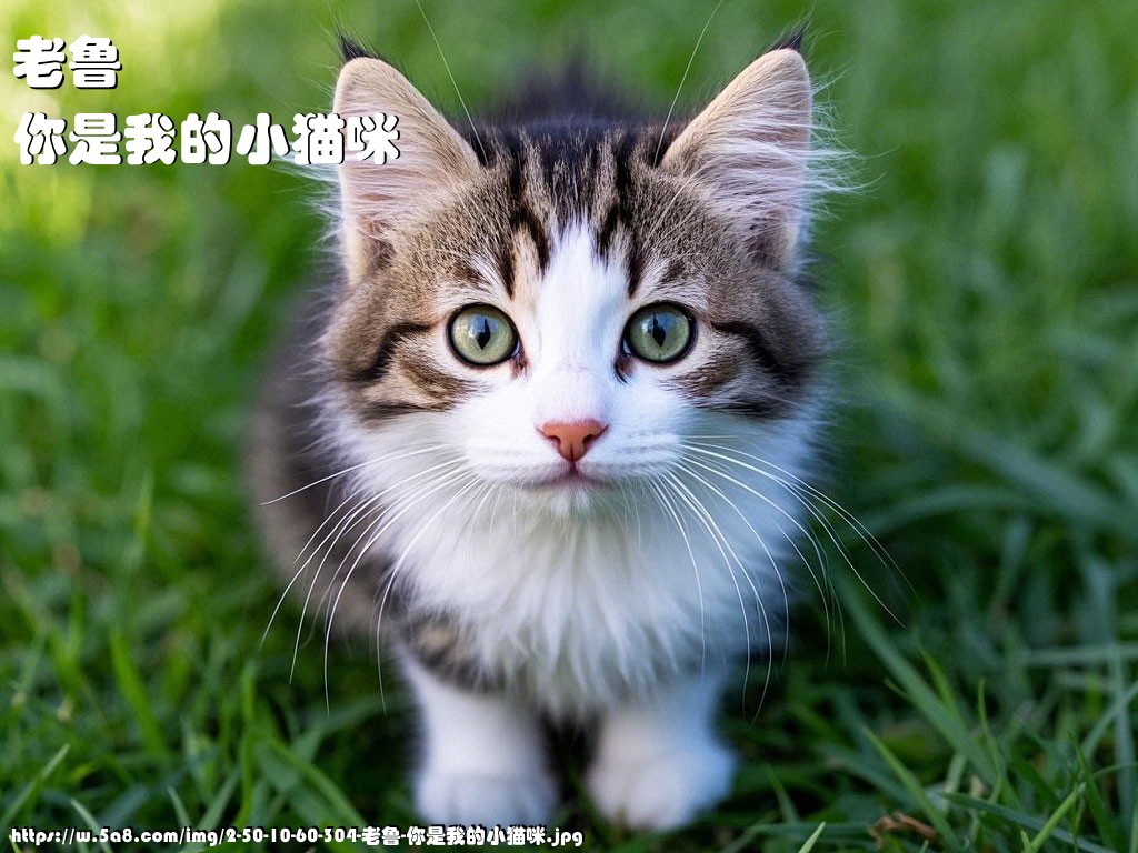 老鲁你是我的小猫咪搞笑图片