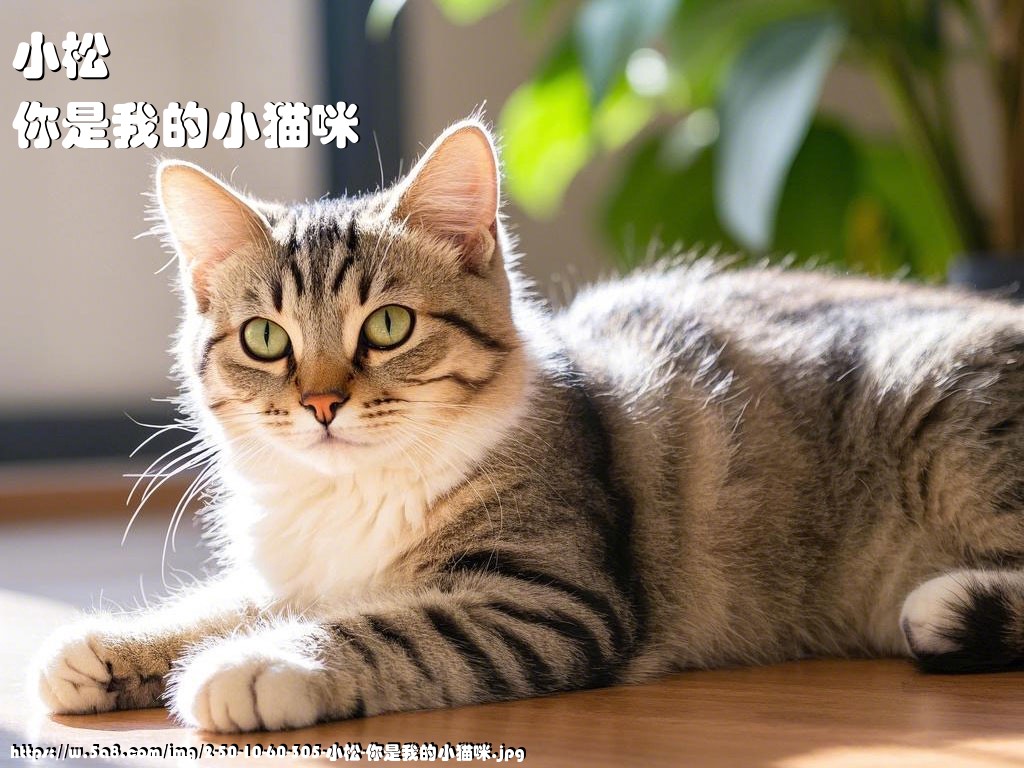 小松你是我的小猫咪搞笑图片
