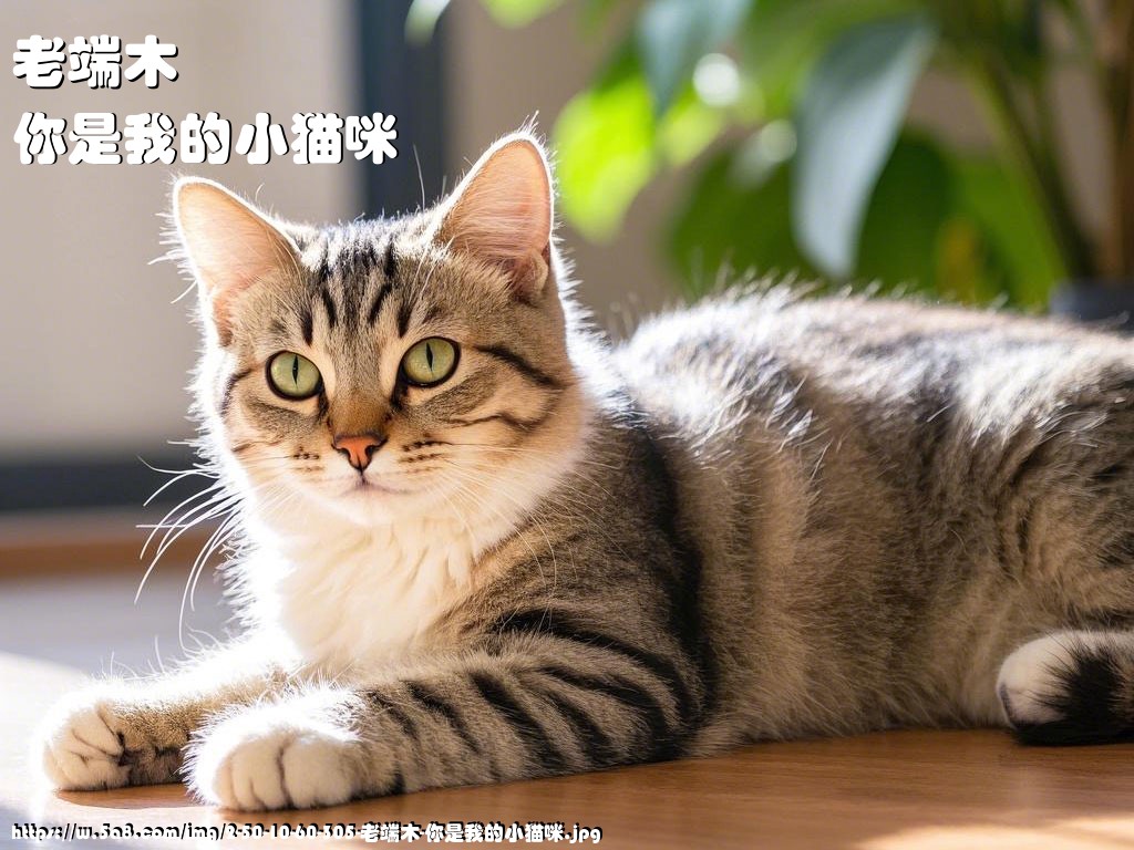 老端木你是我的小猫咪搞笑图片