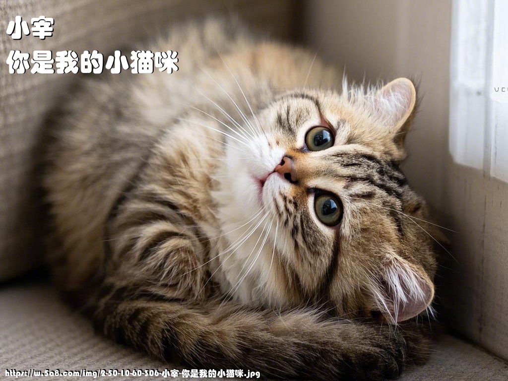 小宰你是我的小猫咪搞笑图片