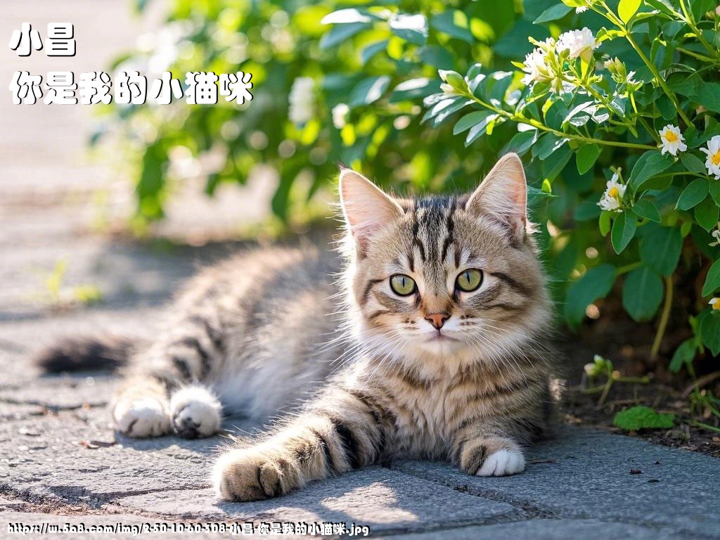 小昌你是我的小猫咪搞笑图片