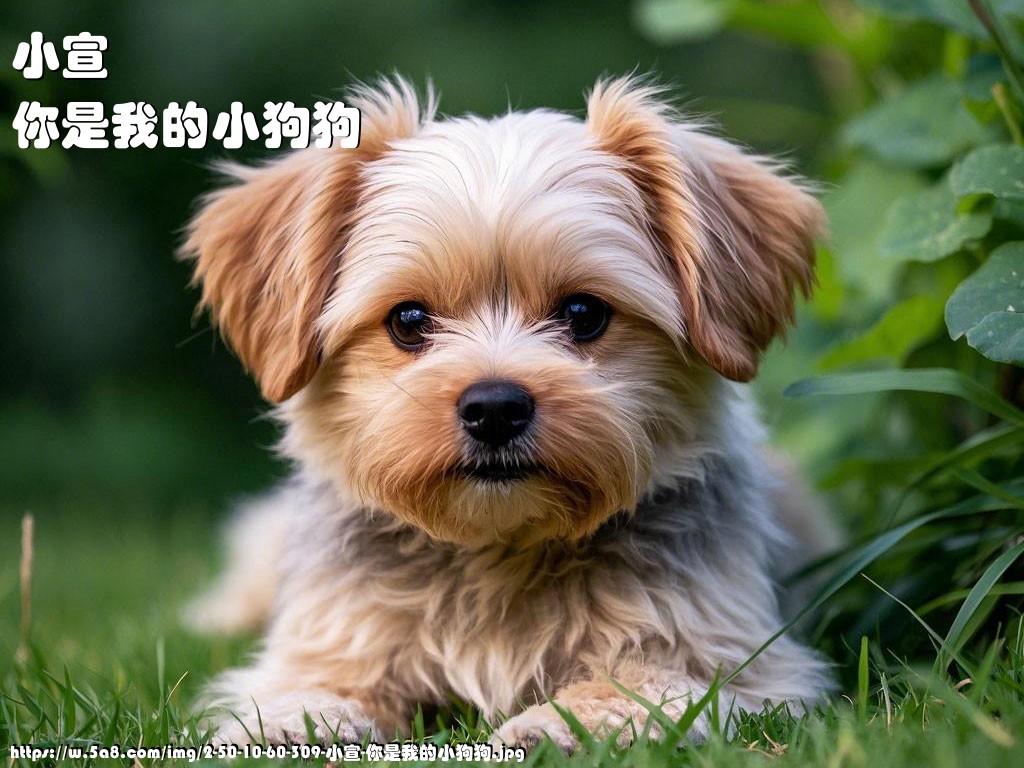 小宣你是我的小狗狗搞笑图片