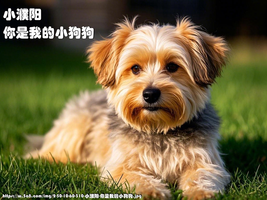 小濮阳你是我的小狗狗搞笑图片