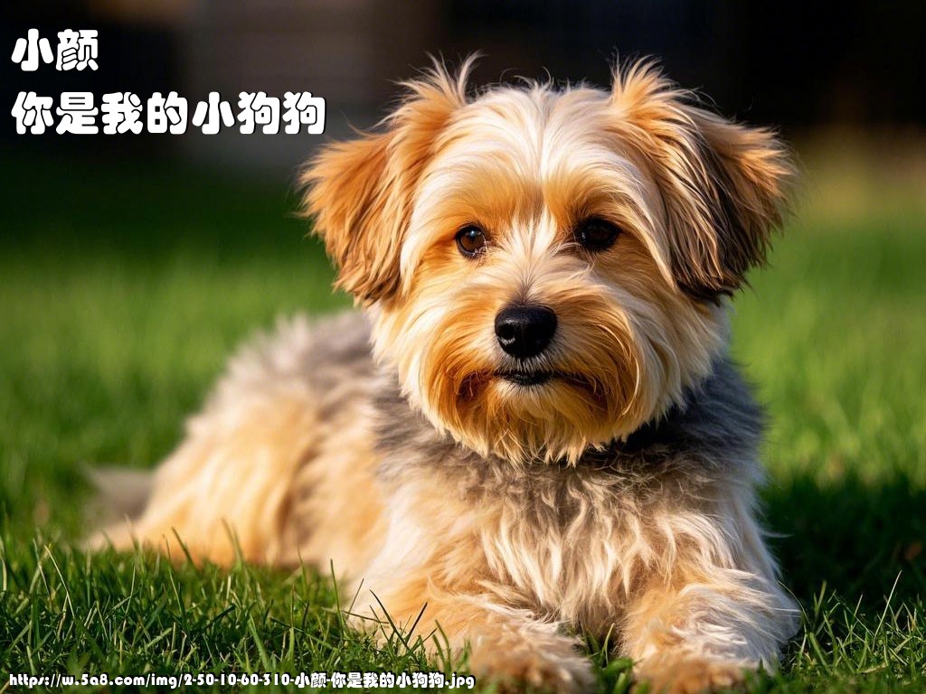 小颜你是我的小狗狗搞笑图片