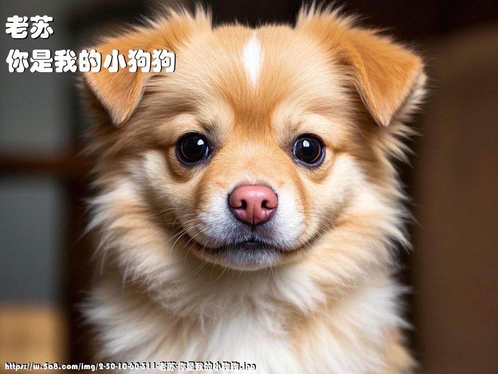 老苏你是我的小狗狗搞笑图片